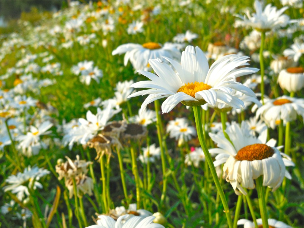 Wildflowers and daisies in our back yard in Crete, NE. (Photo by Ann Teget) 