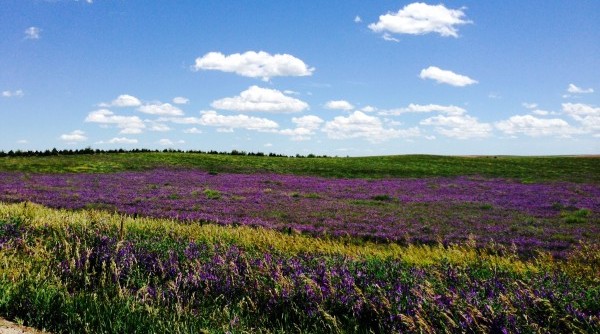 Nebraska’s Nicest #8 – Wildflowers & Prairie Grasses