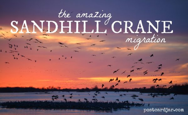 Our first trip to see the Sandhill Crane migration on the Platte River in Nebraska