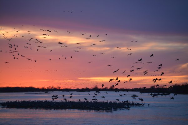 We watched thousands of Sandhill Cranes gather at sunset on the Platte River near Grand Island, Nebraska. 