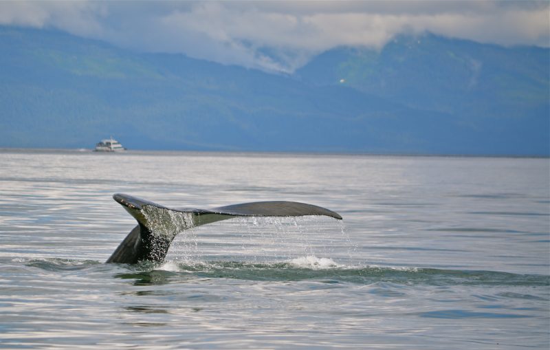 whale in alaska