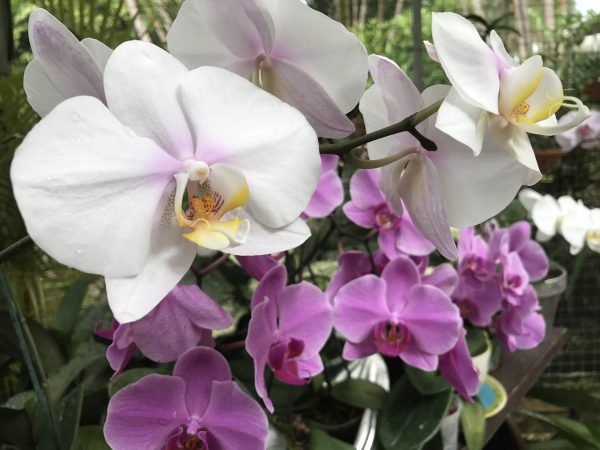 The flowers at Orchid World were just beautiful. 