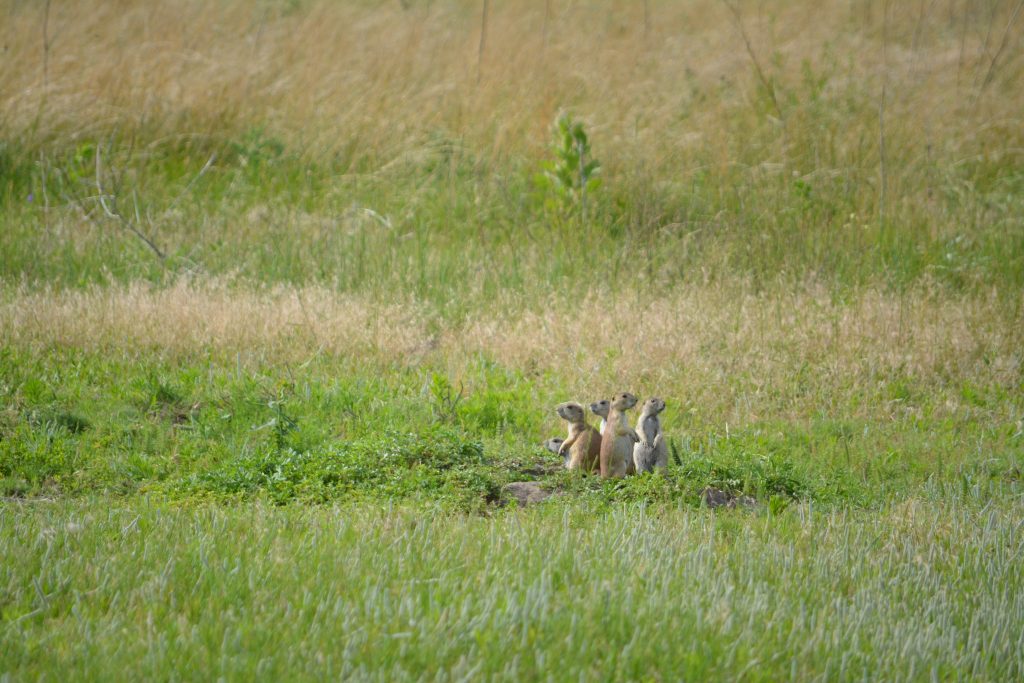 I could watch the prairie dogs at the Fort Niobrara Wildlife Refuge for hours. 