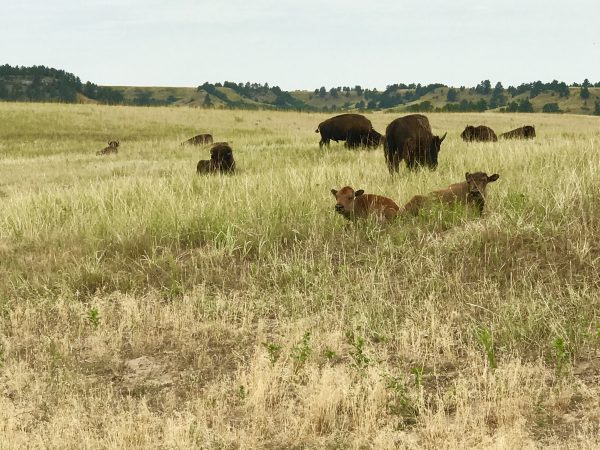 Fort Niobrara Wildlife Refuge bison, Valentine, Nebraska