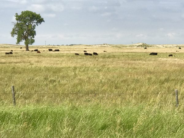 Cattle grazing in the Sandhills near Valentine, Nebraska.