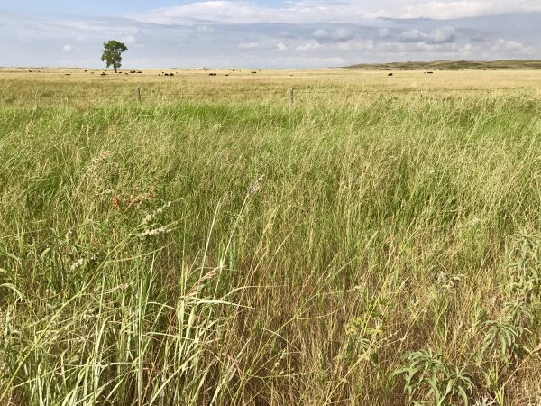Prairie grass in the Nebraska Sandhills