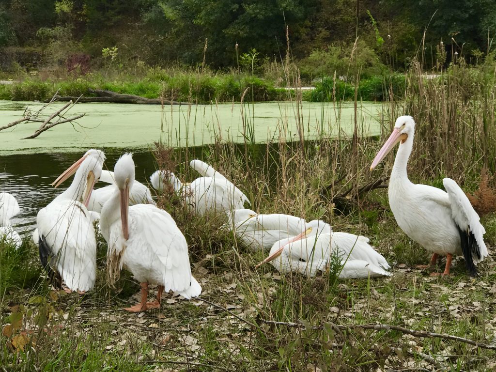 American white pelicans at the Lee G. Simmons Conservation Park & Wildlife Safari.