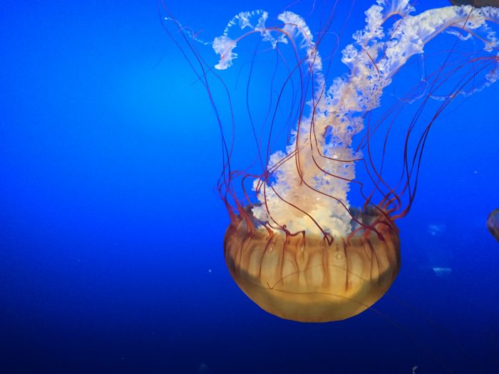The Henry Doorly Zoo and Aquarium in Omaha, Nebraska, is consistently ranked one of the best zoos in the world and we agree. This jelly fish exhibit is one of our favorites.