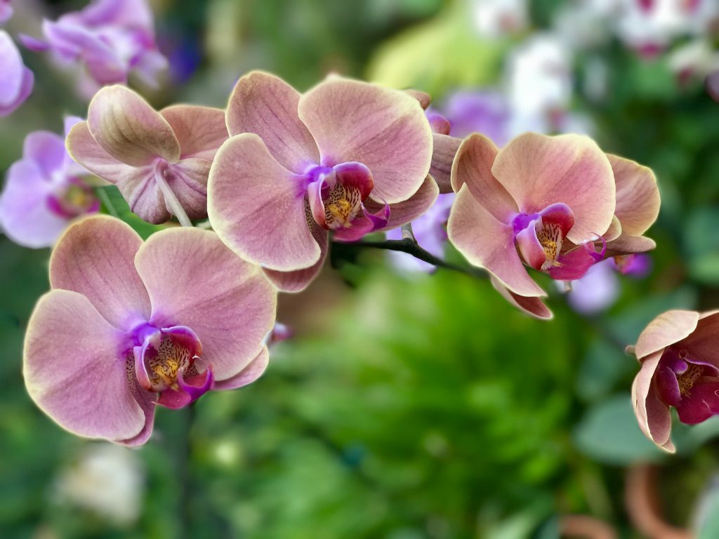 There's nothing like seeing bright tropical plants to warm up a cold winter day. This is one of many beautiful orchids at Lauritzen Gardens in Omaha, Nebraska.
