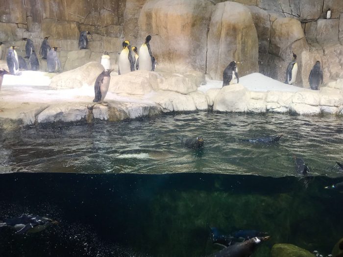 We have always been big fans of the penguin exhibit at the Henry Doorly Zoo in Omaha, Nebraska, but it was especially nice to be there when it wasn't overflowing with people. 