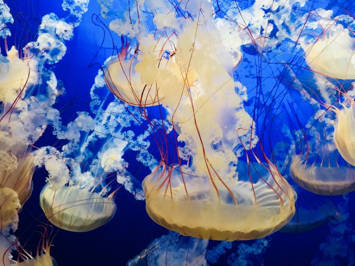 Ann could sit and watch these jellyfish for hours at the Henry Doorly Zoo and Aquarium in Omaha, Nebraska.
