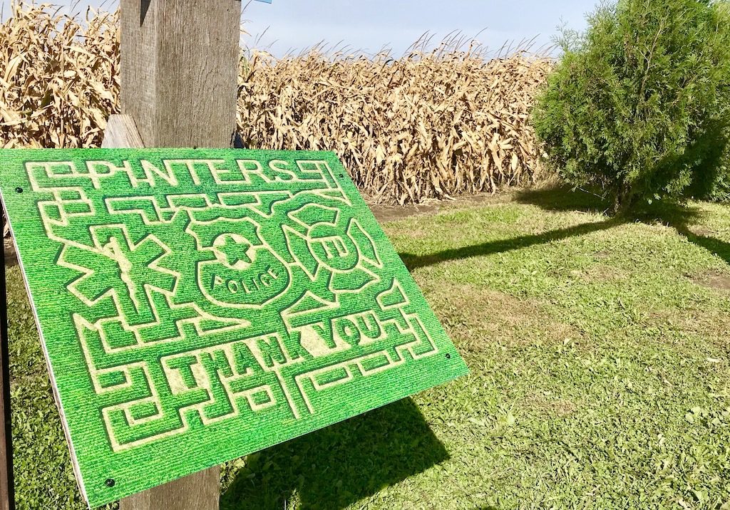 Corn maze at Pinter's Gardens and Pumpkins, Decorah, Iowa