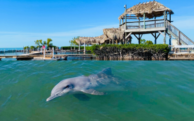 Seven tips for your visit to the Dolphin Research Center in Marathon, Florida