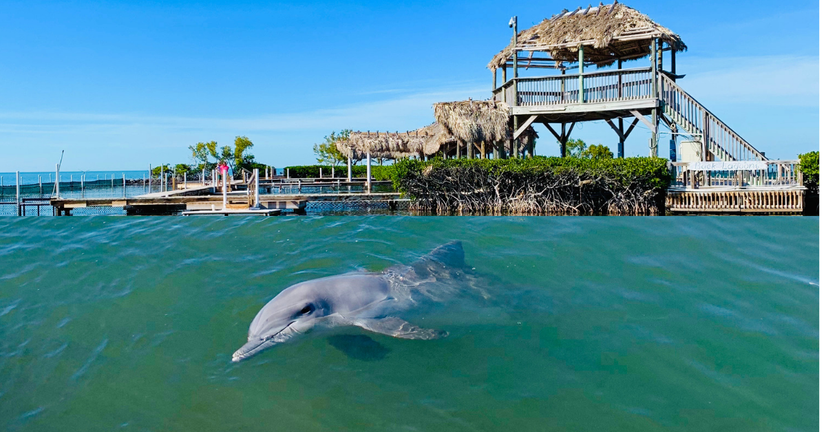 dolphin research center