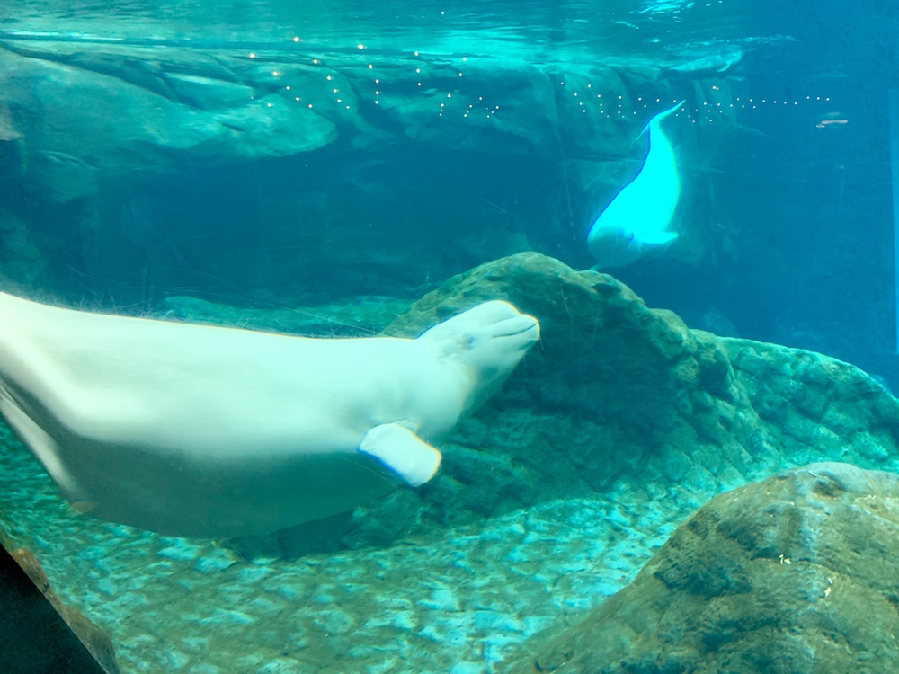 beluga whales swimming