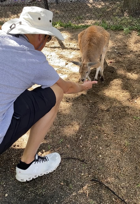 Kangaroo at Chahinkapa Zoo