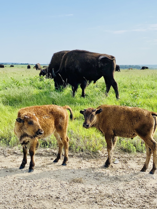 bison at tall grass prairie
