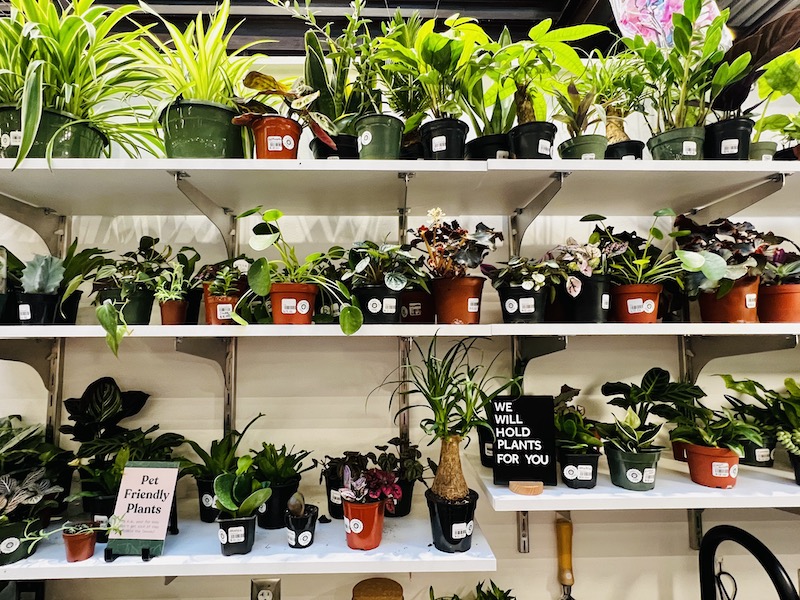 plant store at brewhalla 