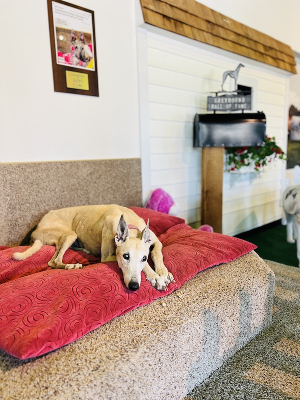Things to do in Abilene, Kansas, meet a greyhound