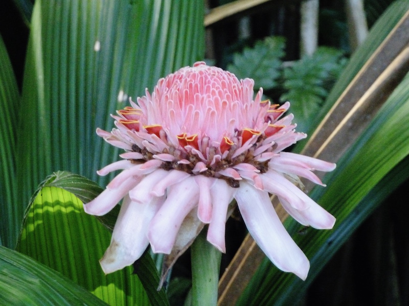 flower in costa rica 